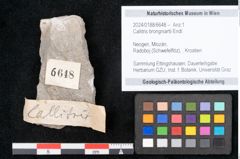 Foto (Objekt + Etikett) von Callitris brongniartii Endl. (NHMW-GEO-2024-0188-6648)